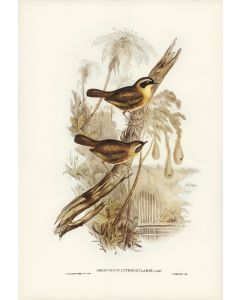 The Bird