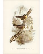 The Bird