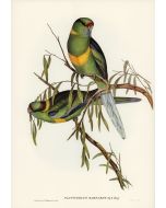 The Parrot